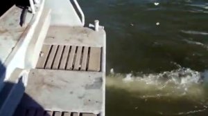 Катер  Аист 701 . Запуск двигателя Steyr 256 Marine