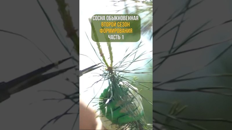 СОСНА ОБЫКНОВЕННАЯ. Второй сезон формирования. Часть 1.