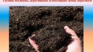 Биология. Тема урока:"Осенняя перекопка почвы. Весенняя обработка".