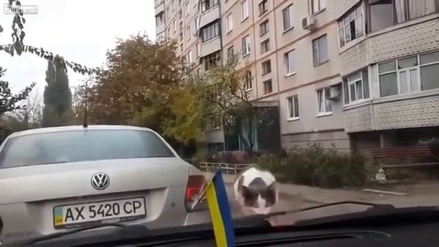 Кот улетел с капота машины Прикол (Cote flew with hood of the car) смотреть онлайн