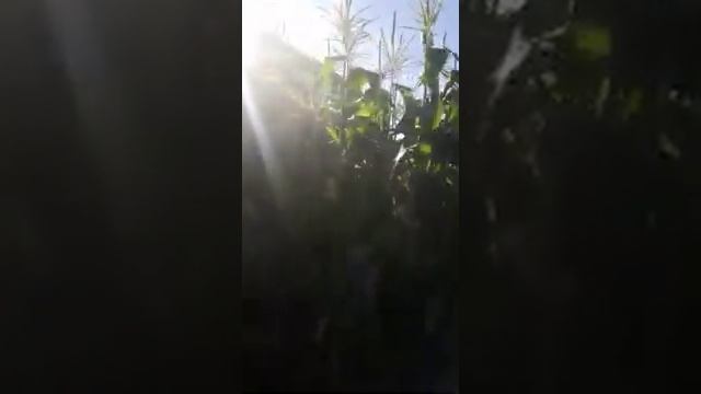 Отчёт о применении удобрения Находка Универсальное в Ленинградской области, 2019 смотреть онлайн