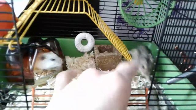 Кузя больше не живёт с Джерри?/куда я понесу Кузю?/часть 1 смотреть онлайн