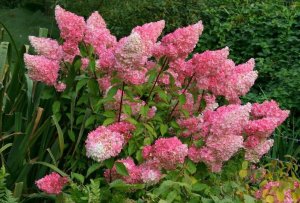 РАСПАКОВКА ПОСЫЛКИ С ГОРТЕНЗИЯМИ С САЙТА ЦВЕТНИК ПОВОЛЖЬЯ.avi