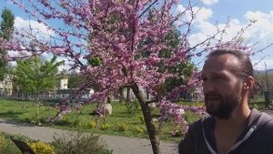 Церцис канадский - отчёт 2020 год