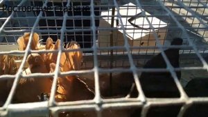 Ростовские цветные качуны | Порода статных декоративных голубей