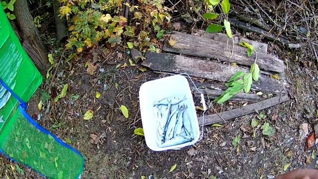 Чехонь  Как самому засолить и по вялить