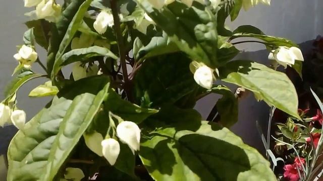clerodendrum thomsoniae flor смотреть онлайн