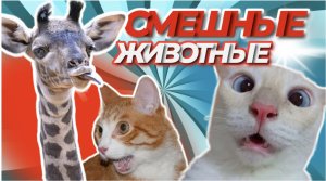 Хорошие новости|Смешные животные