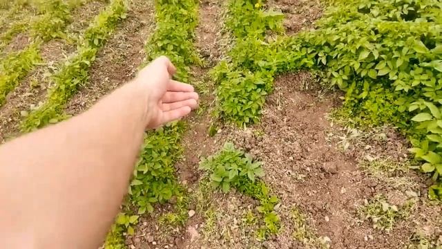 Как прополоть картошку