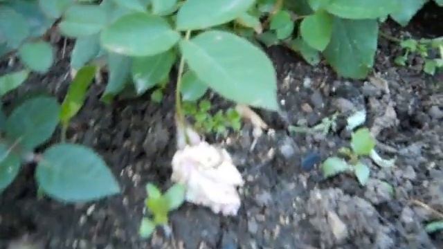 розы в саду смотреть онлайн