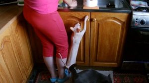 Дай рыбы   ( Cats ask for fish ).mp4