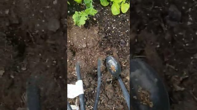 How to grow kale heirloom variety dwarf blue curled veins смотреть онлайн