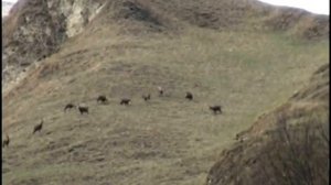 животный мир чеченской республики Шаройский район