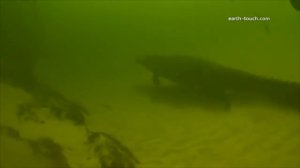 The BEST Shooting Stars Meme