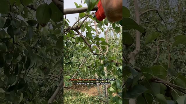 Правила обрезки плодовых деревьев