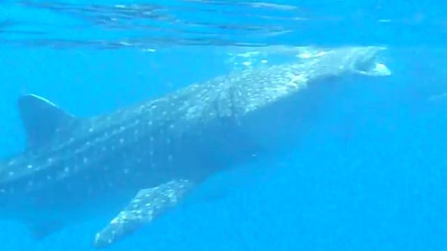 Китовые акулы на Филиппинах смотреть онлайн