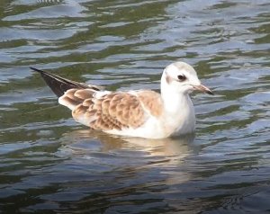 чайка озёрная, молодая птица в юном оперении, 21.07.2022, Парк Луговой, Великий Новгород.mp4