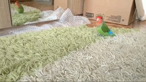 НЕРАЗЛУЧНИК