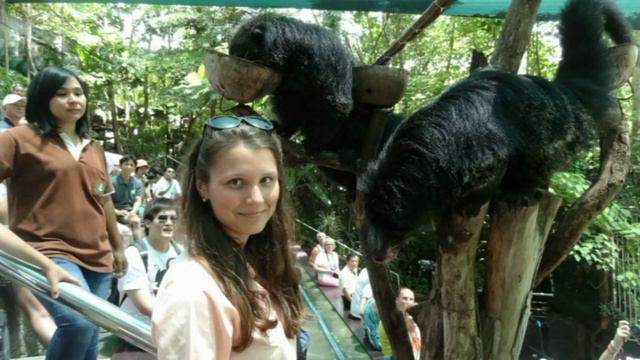 Шоу диких животных в зоопарке Кхао-Кхео. смотреть онлайн