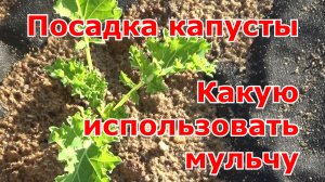 Посадка капусты с использованием искусственной и натуральной мульчи.