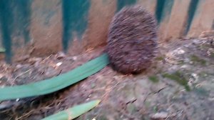 Нат гео вайлд