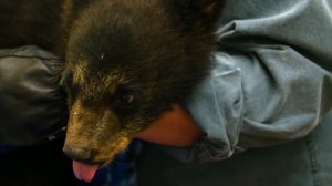 Wild.Bear.Rescue.S01E01.A.Cub.With.A.Kick