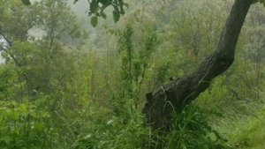 Почему Петр I истреблял трёхсотлетних старцев