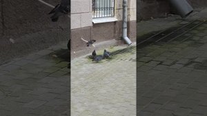 Голуби умные птицы. Не верите докажу. У них все, как у людей.