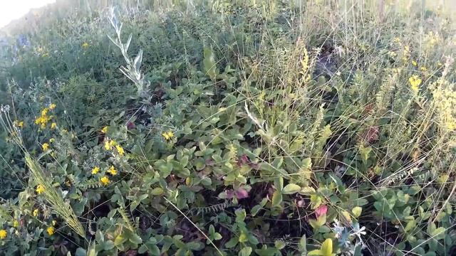 Собираю полевую клубнику,в этом году море ягод,стоит жара под 40 ! смотреть онлайн