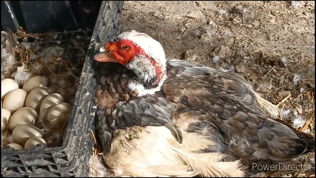 Я обманываю зрителей!??? смотреть онлайн