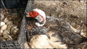 Я обманываю зрителей!???