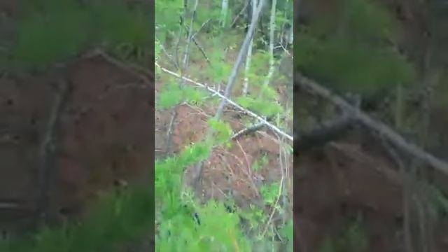 сибирский шелкопряд смотреть онлайн