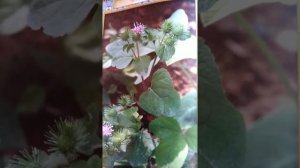 Сок Лопуха и корень
