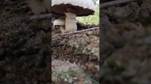 грибы чешуйчатка разрушающая