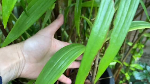 Лилии - Гиганты в ГОРШКАХ! Шикарное Цветение! В это ТРУДНО ПОВЕРИТЬ! Growing Lilies in pots . смотреть онлайн