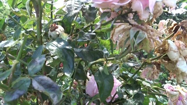 Rosa ´Alexandra Princesse de Luxembourg´ смотреть онлайн