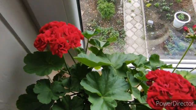 Пеларгония цветет в мае смотреть онлайн