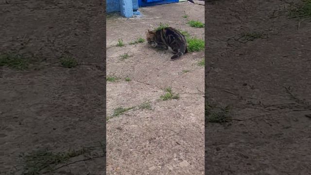 Мама кошка унесла своего котенка🐈🐈🐈