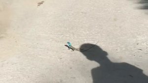 Обзор отеля Diamond bay resort &spa Нячанг