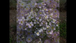БРАХИКОМА  (BRACHYCOME)  сем. Сложноцветные