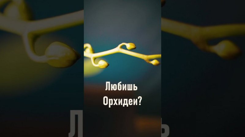 Любите орхидеи? Не знаете как Выращивать?