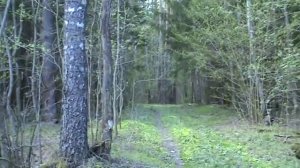 Шпыри Самое могучее дерево 2014.mp4