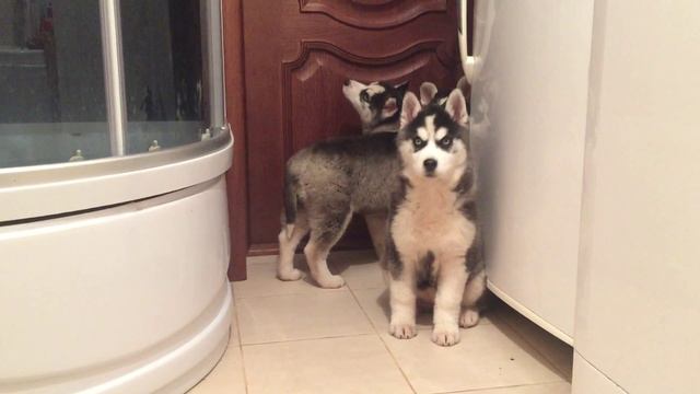 Husky blue eyes, girl, 3 months 10 days, Хаски голубоглазые, девочки, 3 месяца 10 дней смотреть онлайн