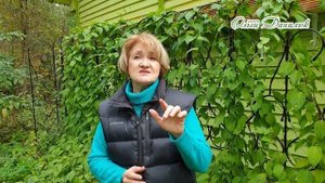 Листья лимонника – природный тоник