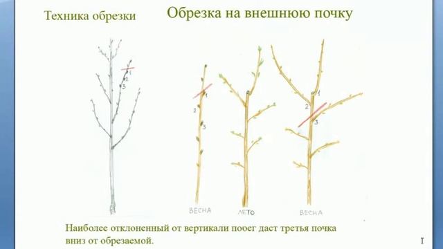 Техники обрезки плодовых деревьев   важнейший принцип формирования кроны  Обрезка на третью почку