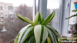 Хавортии, гастерии и алоэ в моей коллекции. 06.04.21г.