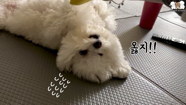 손가락 물고 자는 잠버릇 특이한 강아지 ㅎㅎ