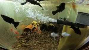 Лучшие аквариумные рыбки Щучки, меченосцы, сомики