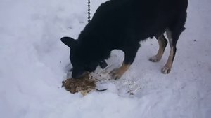Собаки и говно...Какое вкусное говно