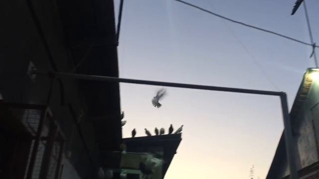 12.07.18г.Обработка голубей от паразитов! смотреть онлайн